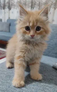 گربه پرشین بریتیش اصیل