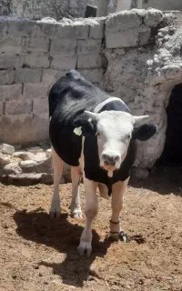گوساله نر