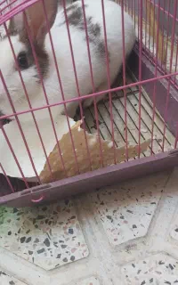خرگوش