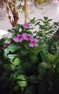 گل های خانگی زیبا