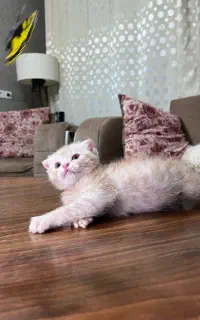 گربه اسکاتیش