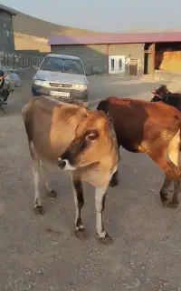 گوساله