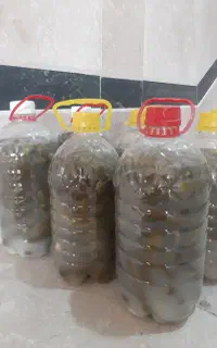 خیار شور
