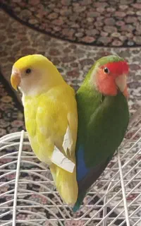 طوطی برزیلی جفت