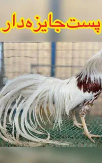 بزرگترین مجموعه پرورش مرغ زینتی