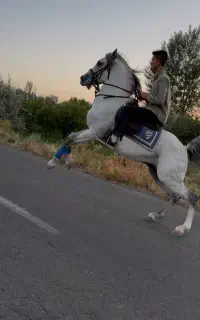 فروش اسب نریان کرد استثنایی