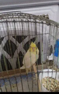 پرده اتاق و آشپز خونه