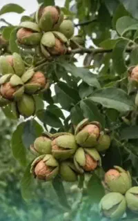 فروش عمده گردو بادام پسته نهال ژنوتیپ برتر