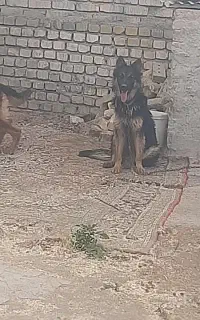 واگذاری سگ