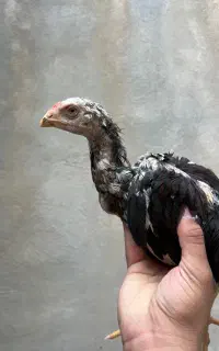 7 جوجه لاری اصیل 2/5 ماهه
