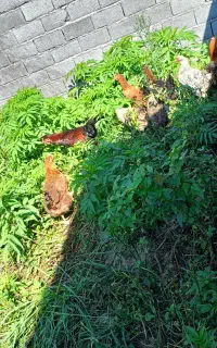 مرغ و خروس