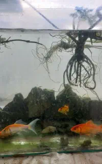 ماهی کوی قرمز پلنت اکواریوم