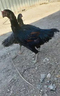 خروس لاری مرغ