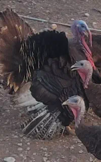 بوقلمون