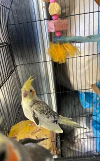 عروس هلندی با تخم