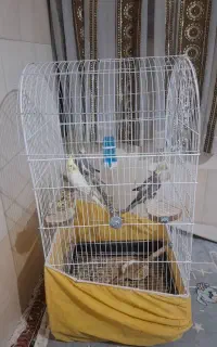 پرنده(عروس هلندی)