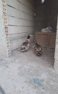 اردک
