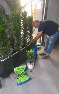 باغبانی هرس وکودهی