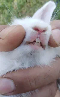 خرگوش لوپ هلندی