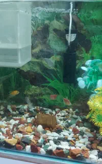 آکواریوم شرکتی با تجهیزات کامل