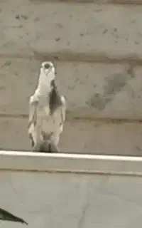 جوجه مخمل