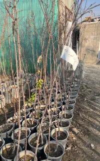 عرضه و تولیدات انواع درخت  گلدانی ۲ سال تا ۵ سال