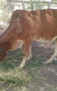 یه راس گاوماده آبستن 6ماهه