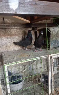 نروماده کلاغ