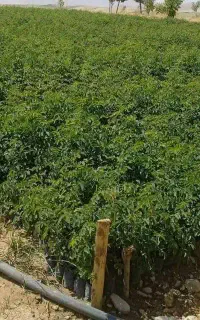 کارشناسی زمین های کشاورزی و تامین نهاده