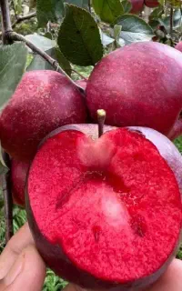 تولید نهال ریشه پرس