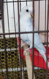 سلام مرغ عشق