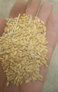 گندم دیم امسال