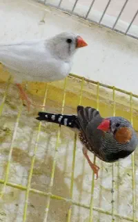 یک جفت فنچ