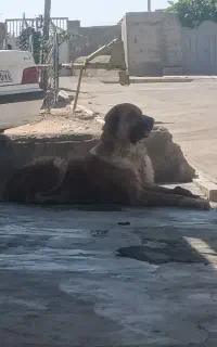 واگذاری سگ پژدر نر