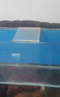 اکواریوم