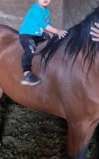 مادیان درهشوری