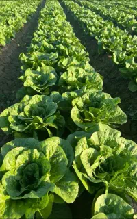 دسته کارگر برای کاشت نشاه کلم گل کلم کاهو کرفس