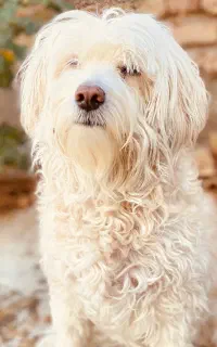 واگذاری شیتزو تریر