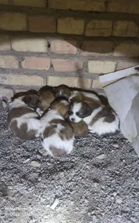 سک توله خانگی