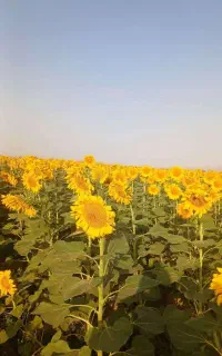 تخمه فروشی دور سفید