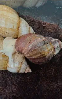 حلزون اچاتینا