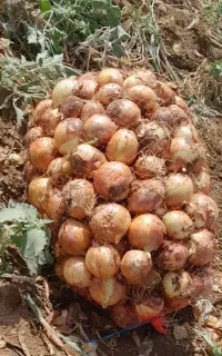 پیاز درجه یک