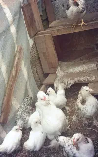 فروش جوجه های پاپری و محلی ۲رگه