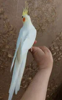 عروس هلندی سخنگو