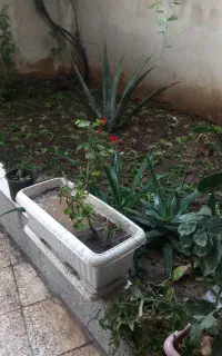 علف تراشی