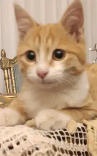 گربه جینجر