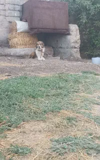 سگ نگهبان