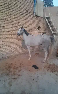 مادیون اس سواری دار