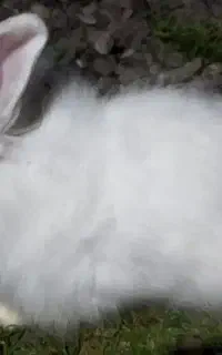 ۲خرگوش نر دانه ای ۶۰۰ (۱ ماده ۴ساله ۱میلیون