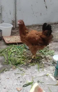 مرغ فره